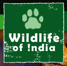 Wildlife of India Link to Website