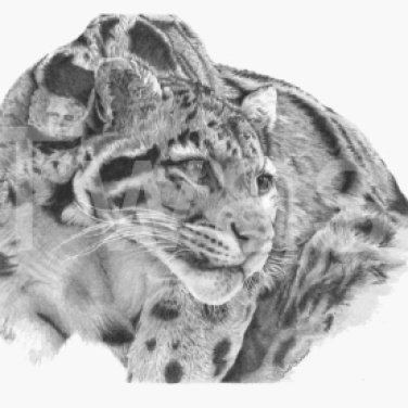 'Clouded Leopard' by David Skidmore Silver Citation Award 2018
