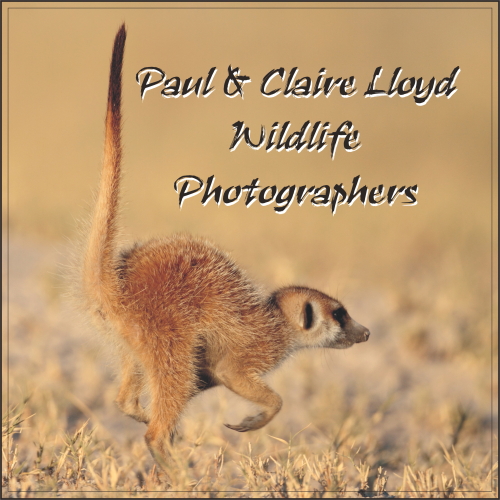 Paul &amp; Claire Lloyd Wildlife Photographers