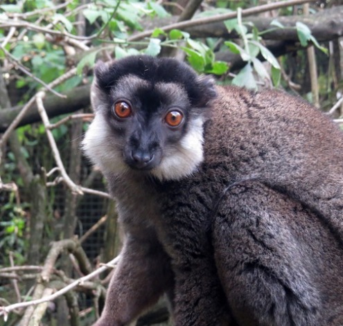 Linton Zoo-White ruffed Lemur