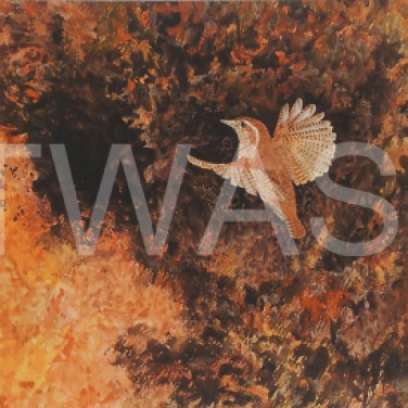 'Wren' by Jacqui Franks Framed 54.5 x 44.5 Water Colour £325