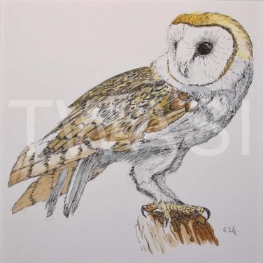 'Barn Owl' by Rosemary Gowland Ink and Acrylic Unframed 18 x18 £125
