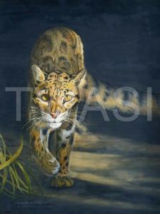 'Out of the Shadows' by Caroline Strong Unframed 40 x 30 Coloured Pencil £295