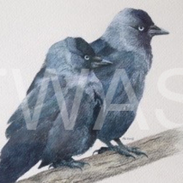 'Jackdaw Pair' by David Knight Watercolour Mounted 38x37 £175