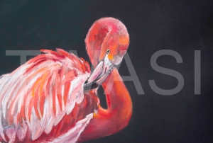 'Preening Flamingo' by Diane Haines Pastel on Paper Framed 70cm x 58 Pastel on Paper £325