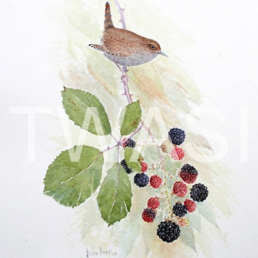 'Wren and Blackberries' by John Horton Unframed 21 x 30 Watercolour £145