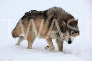 'Wolf Leader of the Pack Wolf' by Joy Roberts Photograph Unframed 40.5 x 30.5 £25