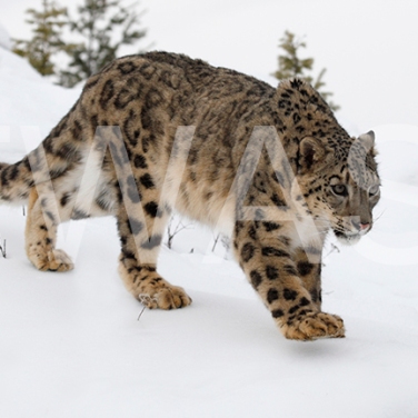 'Making Tracks Snow Leopard' by Joy Roberts Photograph Unframed 40.5 x 30.5 £25