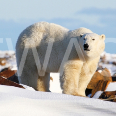 'On Top of The World Polar Bear' by Joy Roberts Photograph Unframed 40.5 x 30.5 £25