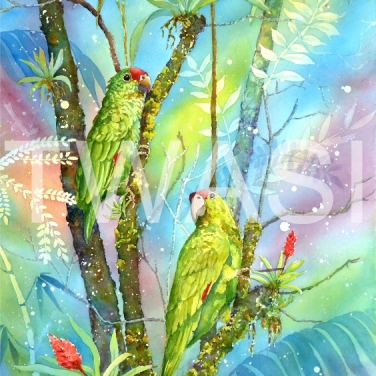 'Red Lored Parrots' by Linda Travers Smith Watercolour Unframed 30 x 50 £225