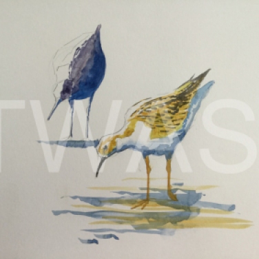 'Black Tailed Godwits' field study by Martin Gibbons Watercolour Unframed 42 x 30 £250