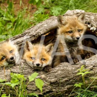 'Tree and Fox Cubs' USA by Vic Sharratt Photograph on Canvas ready to hang 75 x 50 £125