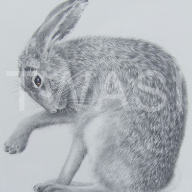 'Not a hare out of place' by Valerie Briggs Graphite, pencil and coloured pencil Mounted and unframed 38 x 35 £275