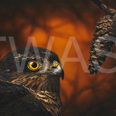 'Golden Eyes-SparrowHawk' by Andrea Brun Gouache and Watercolour Framed 43 x 53 £1145