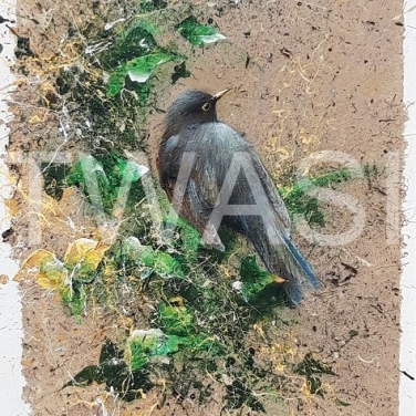 'Blackbird' (framed) by David A Finney Framed Acrylics on handmade paper on canvas board 47 x 57 £280