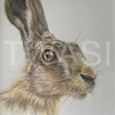 'Hare' by Geraldine Boley Coloured Pencil 30 x 30 cm £125