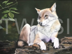 'Wolf' by Geraldine Boley Soft pastel 50 x 35 cm £175