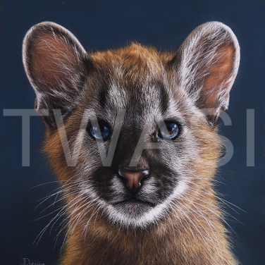 'Little Puma' by Julia Dubinina Soft Pastel on paper In frame, with museum glass 28 x 61cm (without frame), 44 x 77 (with frame) £930 shipping included
