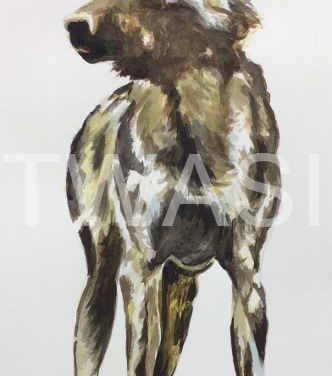 'African Painted Dog' by David Skidmore 20.5 x 51cm Watercolour on 300gsm NOT watercolour paper £325