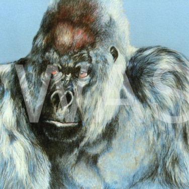 'Gorilla' by Geoff Jennings Pastel Pencil Framed 59 x 69 £600