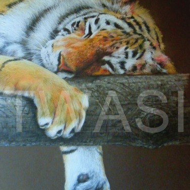 'Let Sleeping Tiger Lie' by Geoff Jennings Pastel Pencil Framed 77 x 57 £600