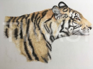 'Tiger' by Amanda Butler amanda.butler9@icloud.com