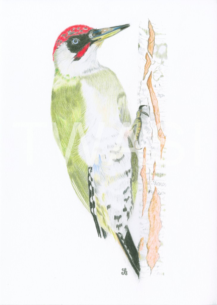 'Triumphant Green Woodpecker by Jules Chabeaux Polychromos Pencils (Original) 21 x 29.7 cm (Mounted) £120