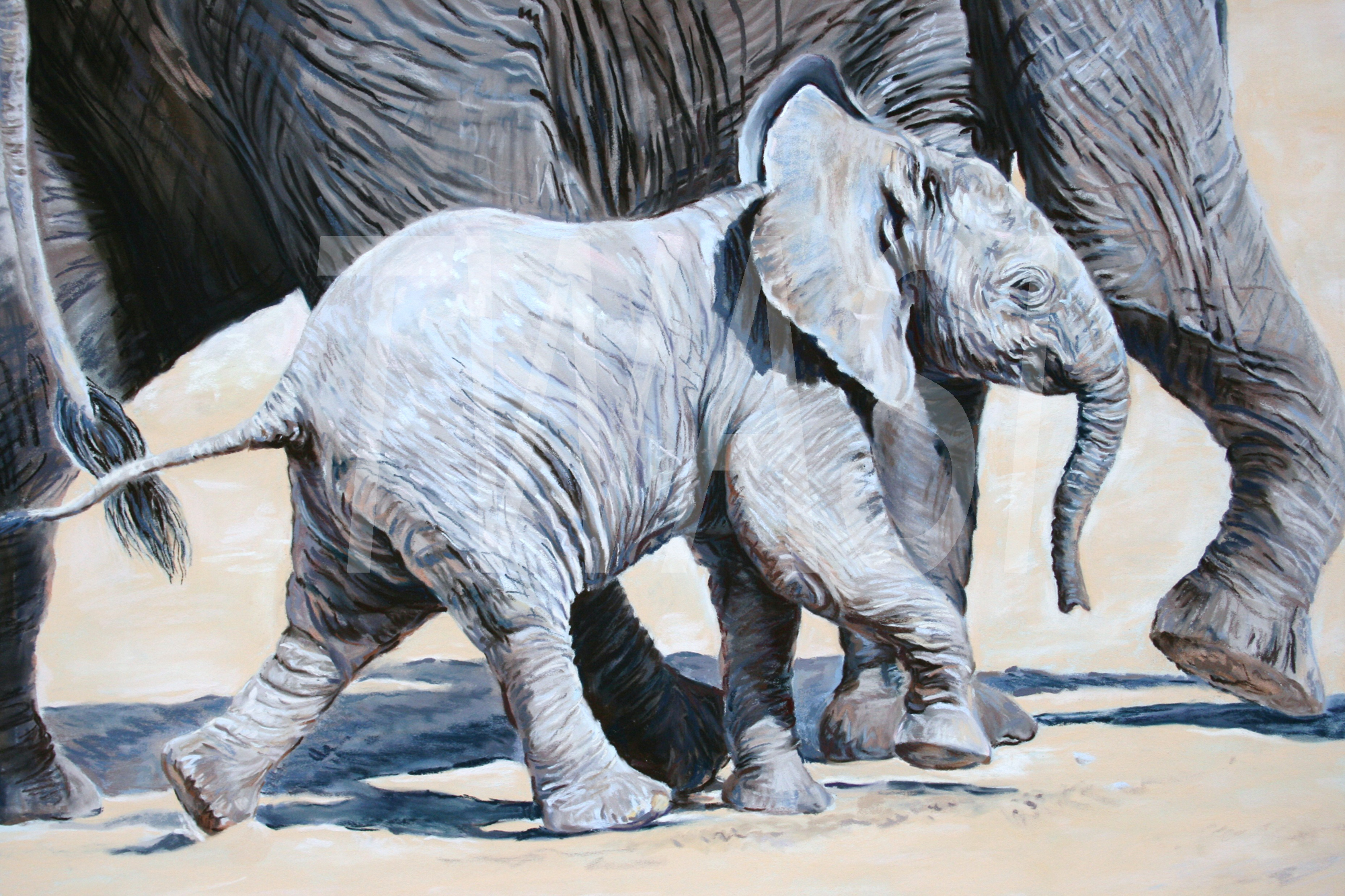 Baby Steps by Carol Barrett For my early years I lived on a Border farm where my two great passions developed ~ a fascination for animals and drawing. After graduating from Edinburgh Art College, I continued to specialize in animal art, which later led me to visit Africa. I was enthralled by its wildlife and knew my fate was sealed, nearly 40 years ago, to be a wildlife artist. I have been extremely fortunate to have spent a fair bit of time out in the bush sketching elephant in Chobe NP, lion in the Selous Game Reserve, & cheetah in Namibia and other fascinating wildlife in other parts of Africa and these privileged encounters have fuelled a deep desire to help preserve them. Conservation is a key motivator and why I do my best to donate all my artwork to support this kind of work wherever possible. Artist’s statement: ‘As a wildlife artist, I aim to capture my subjects’ beauty, majesty, grace and dignity to pay homage to these incredible animals. I want to evoke empathy, compassion and wonder. My mission is to inspire others to care and cherish the creatures we share our planet with and raise awareness and vital funds for conservation. I believe mankind will be diminished if they are lost.’ carolbarrett@btconnect.com https://www.carolbarrett.co.uk