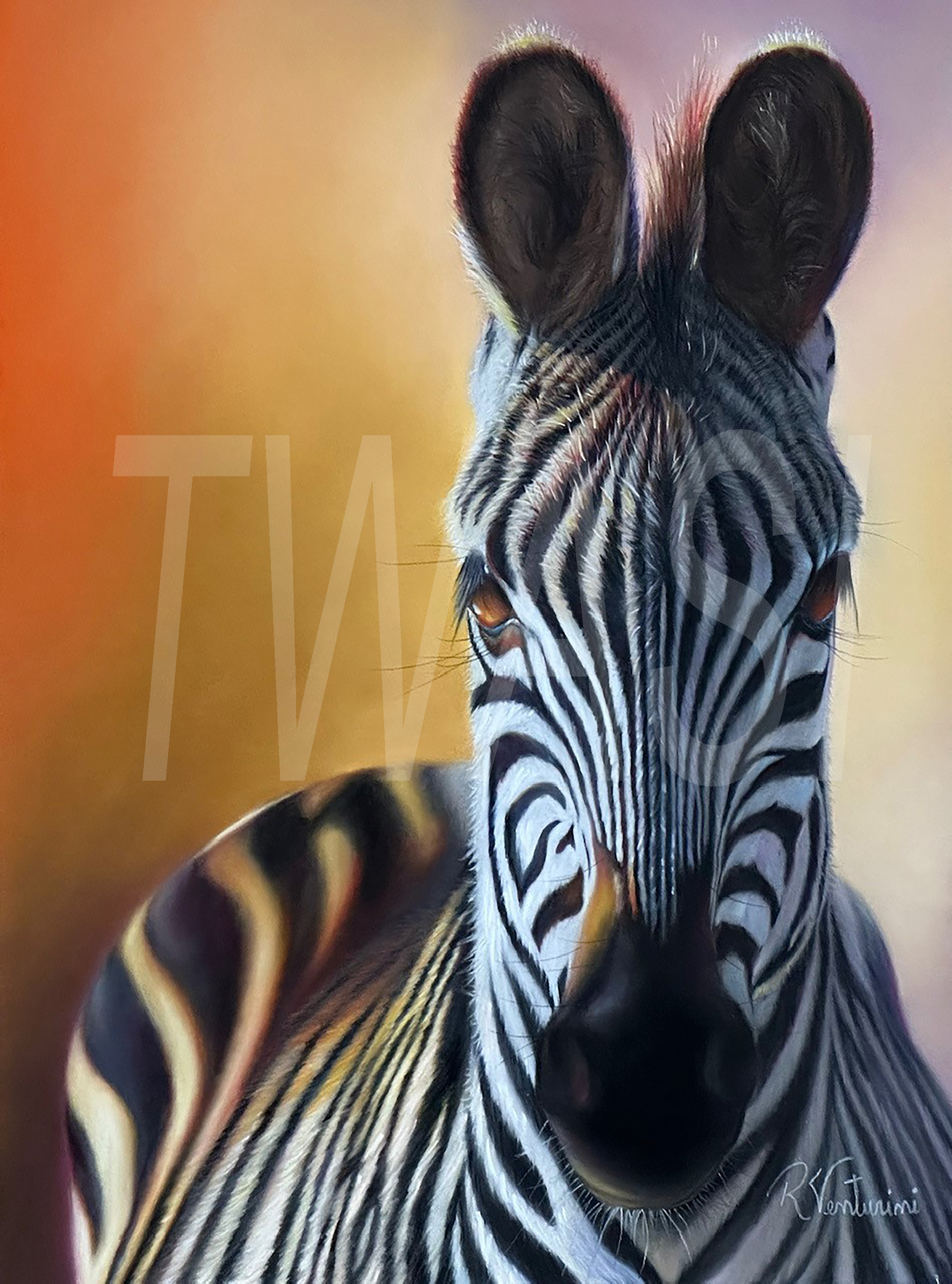 Zebra by Rosana Venturini rosana_venturini@yahoo.com